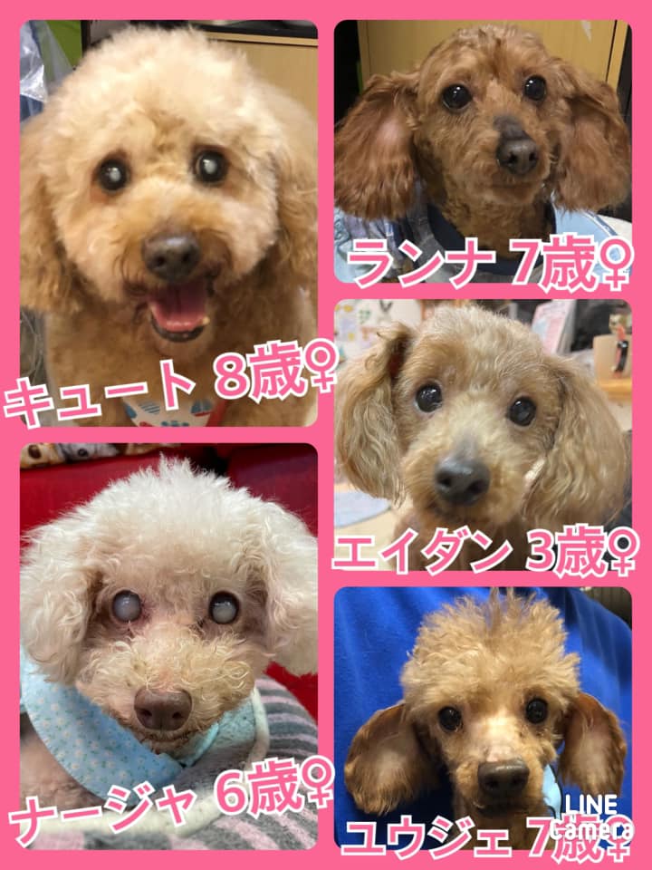 🐾今日の里親様募集中ワンコ🐶メンバーです🐾2021,3,20